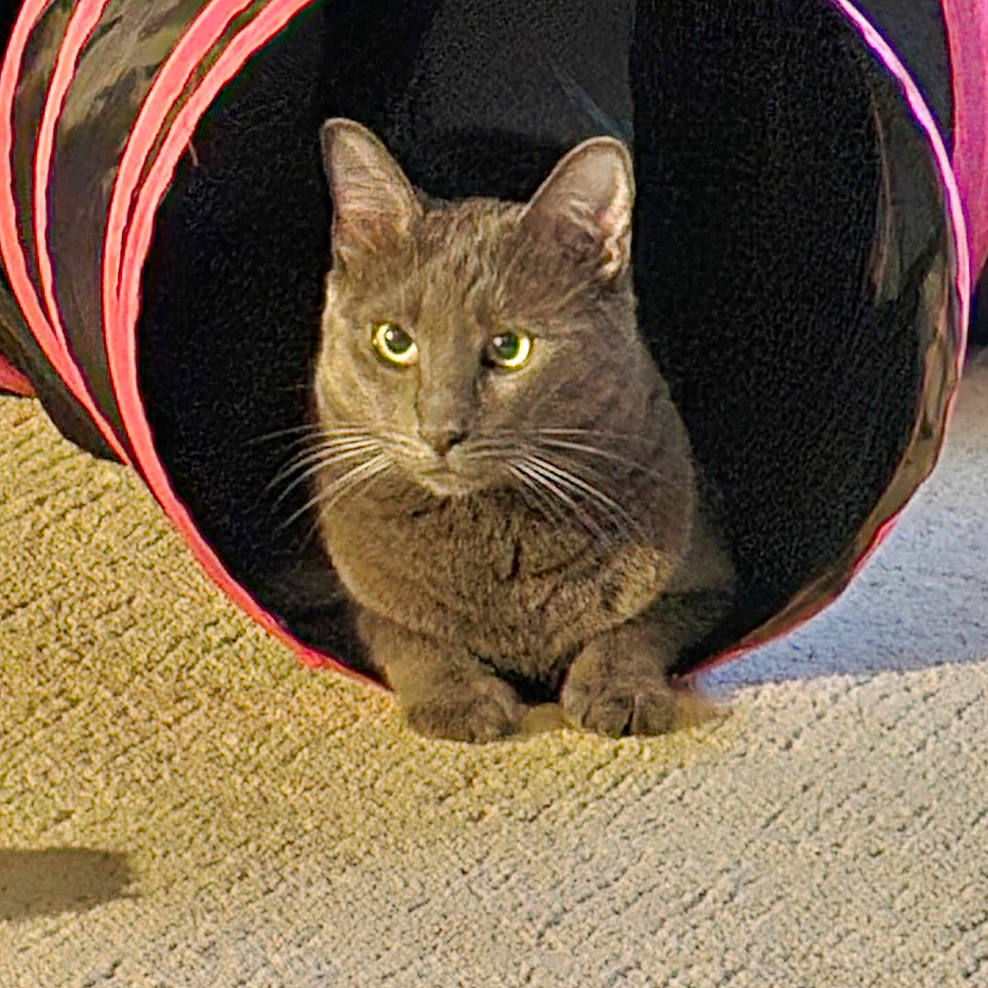 Bella joined the competition — help win amazing prizes! alert, animal, black_tunnel, carpet, cat, closeup, domestic_animal, ears, feline, gray_cat, indoor, paws, pet, pink_stripes, portrait, relaxed, resting, sunlight, tunnel, whiskers