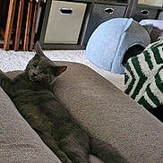 Blue is registered to the contest to win money with this photo: animal, carpet, cat, cat_cave, couch, cozy, curious, cute, domestic, feline, furniture, gray_cat, home, indoor, living_room, pet, relaxed, resting, shelf, storage