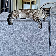 Milo joined the competition — help win amazing prizes! animal, bookshelf, cat, cats, couch, cozy, cushion, furniture, home, indoors, living_room, lounging, pet, portrait, relaxed, resting, sleeping, sofa, striped_fur, tabby