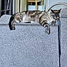 animal, bookshelf, cat, cats, couch, cozy, cushion, furniture, home, indoors, living_room, lounging, pet, portrait, relaxed, resting, sleeping, sofa, striped_fur, tabby