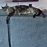 Milo joined the competition — help win amazing prizes! cat, couch, fabric, indoor, relaxed, animal, pet, television, screen, advertisement, qr_code, blue, gray, striped, feline, resting, living_room, furniture, home, domestic
