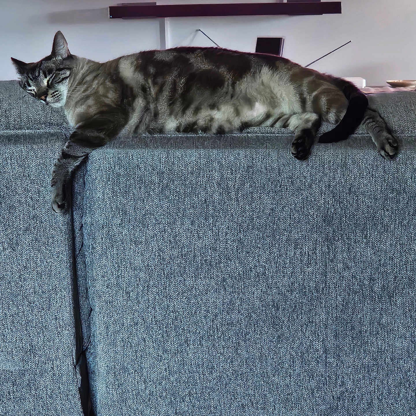 Milo joined the competition — help win amazing prizes! cat, couch, fabric, indoor, relaxed, animal, pet, television, screen, advertisement, qr_code, blue, gray, striped, feline, resting, living_room, furniture, home, domestic