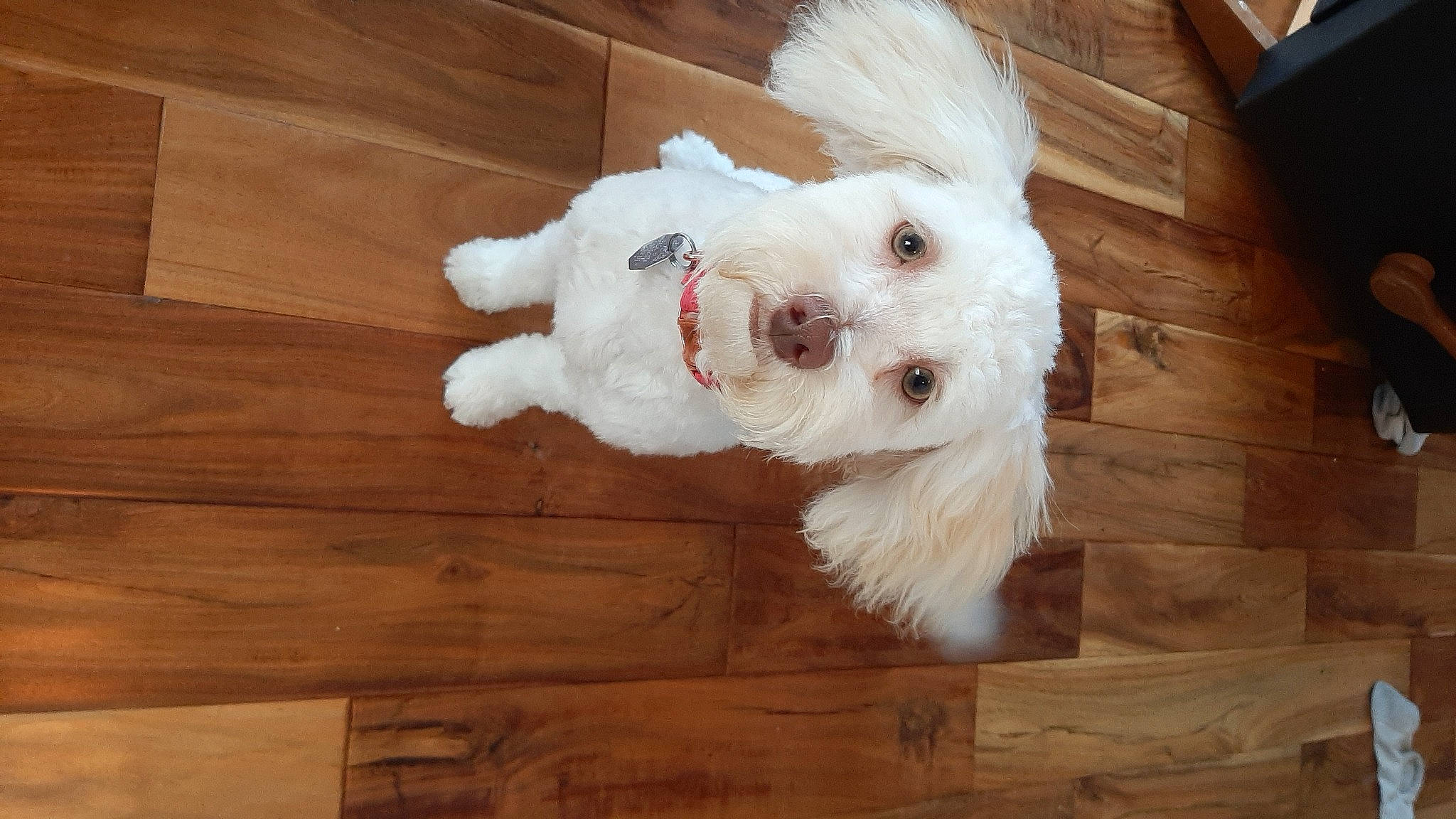 Dasiy joined the competition — help win amazing prizes! carnivore, companion_dog, dog, dog_breed, dog_supply, fawn, flooring, fur, hardwood, plank, snout, stuffed_toy, tail, toy, toy_dog, varnish, whiskers, wood, wood_stain, working_animal