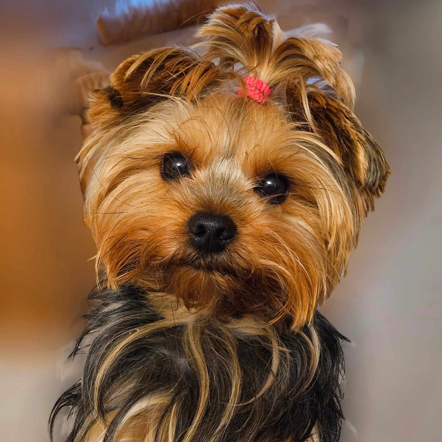 Oscar participe au concours pour gagner de l'argent avec cette photo : affenpinscher, airedale, animal, canine, dog, pet, poodle, puppy, terrier