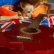 Jolie Fleur participe au concours pour gagner de l'argent avec cette photo : acoustic_guitar, carmine, carnivore, companion_dog, dog, electric_guitar, electronic_instrument, fawn, guitar, guitar_accessory, music, musical_instrument, musical_instrument_accessory, musician, pet_supply, plucked_string_instruments, string_instrument, string_instrument_accessory, working_animal