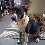 Chanel a rejoint le concours — aidez-le/la à gagner de superbes lots ! dog, indoor, floor, rug, furniture, necklace, pet, animal, chair, table, pattern, living_room, decor, household, domestic, brown, white, black, sitting, calm