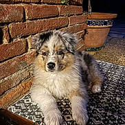 Aito participe au concours pour gagner de l'argent avec cette photo : animal, brick_wall, canine, cute, dog, ears, evening, eyes, fluffy, fur, nose, outdoor, patterned_rug, pet, plant_pot, portrait, puppy, resting, rug, young