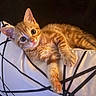 Kiara participe au concours pour gagner de l'argent avec cette photo : kitten, orange_tabby, cat, pet, cute, animal, feline, young, paw, whiskers, ears, fur, indoor, pillow, black_background, relaxing, lying_down, close_up, domestic_cat, playful