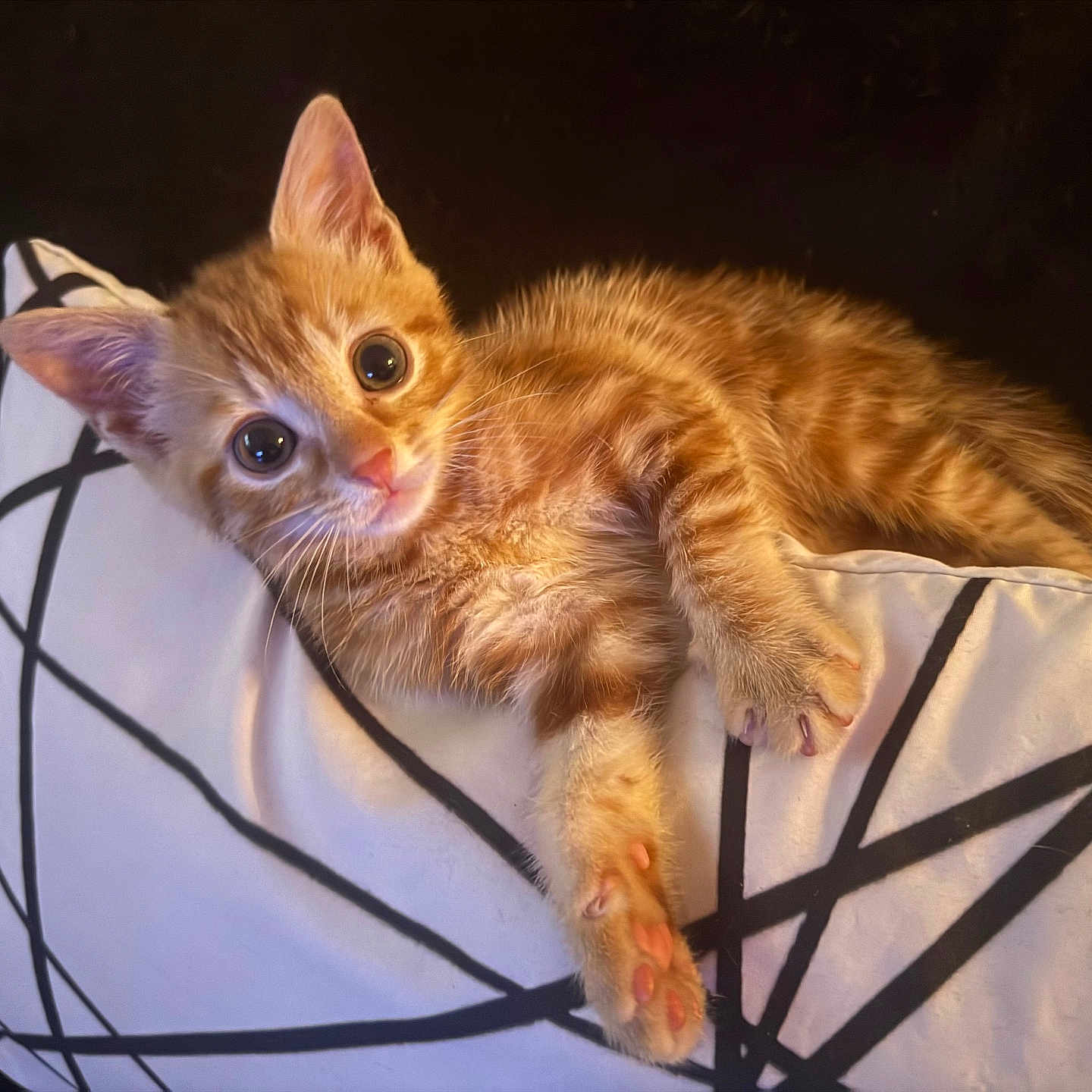 Kiara participe au concours pour gagner de l'argent avec cette photo : kitten, orange_tabby, cat, pet, cute, animal, feline, young, paw, whiskers, ears, fur, indoor, pillow, black_background, relaxing, lying_down, close_up, domestic_cat, playful