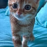 Kiara a rejoint le concours — aidez-le/la à gagner de superbes lots ! kitten, cat, ginger, orange, fur, whiskers, bed, blanket, blue, indoor, pet, animal, cute, young, curious, walking, closeup, feline, soft, small
