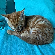 Kiara participe au concours pour gagner de l'argent avec cette photo : kitten, cat, sleeping, orange_tabby, fur, pet, animal, cozy, blanket, turquoise, cushion, resting, cute, small, domestic_cat, whiskers, indoor, soft, fur_pattern, young
