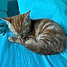 kitten, cat, sleeping, orange_tabby, fur, pet, animal, cozy, blanket, turquoise, cushion, resting, cute, small, domestic_cat, whiskers, indoor, soft, fur_pattern, young