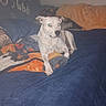 Snowflake joined the competition — help win amazing prizes! animal, bed, blanket, blue_blanket, dog, domestic_animal, flash, fur, graffiti, indoor, lying_down, orange_blanket, pet, pillow, resting, sleeping_area, spot, text_on_wall, wall, white_dog