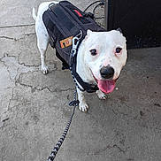 Snowflake is registered to the contest to win money with this photo: animal, black_harness, black_spot, canine, close_up, concrete, dog, door, friendly, happy, harness, leash, outdoor, pet, sidewalk, smiling, standing, tag, tongue_out, white_dog