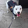 animal, black_harness, black_spot, canine, close_up, concrete, dog, door, friendly, happy, harness, leash, outdoor, pet, sidewalk, smiling, standing, tag, tongue_out, white_dog