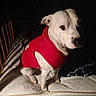 Snowflake joined the competition — help win amazing prizes! animal, bed, calm, companion, cozy, curious, cute, dim_lighting, dog, domestic, furniture, indoor, mattress, pet, portrait, red_shirt, resting, shadow, sitting, white_dog