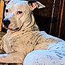 alert, animal, calm, canine, close_up, companion, dog, ears_up, fur_texture, indoor, lying_down, natural_light, pet, portrait, relaxed, resting, side_view, spotted_fur, white_dog, wooden_background