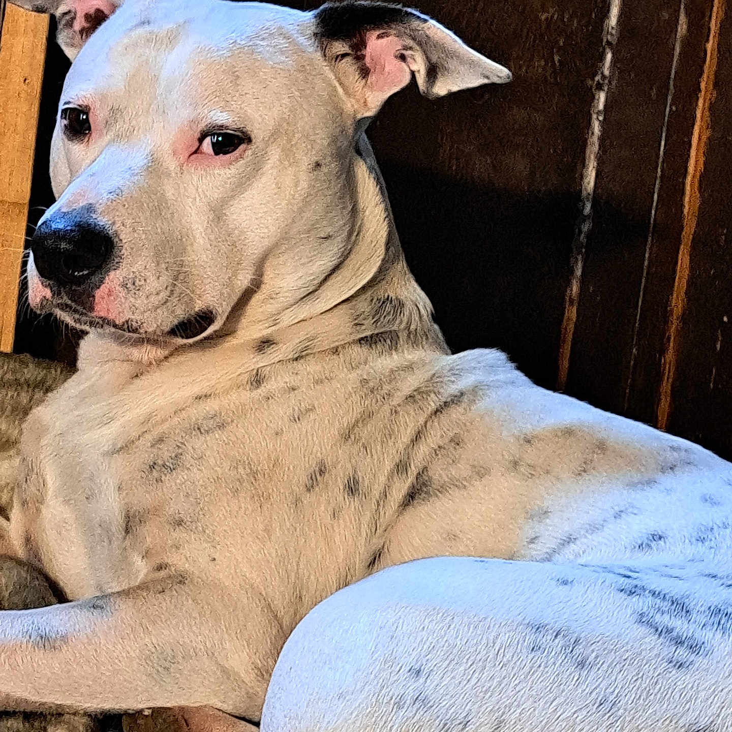 Snowflake