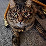 Lynx Luna Scanlon joined the competition — help win amazing prizes! cat, tabby_cat, glasses, eyewear, portrait, close_up, pet, feline, whiskers, green_eyes, brown_fur, striped_fur, collar, bell, carpet, indoor, wooden_chair, funny, adorable, staring
