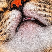 Lynx Luna Scanlon joined the competition — help win amazing prizes! cat, tabby_cat, animal, pet, close_up, portrait, furry, fur, whiskers, nose, pink_nose, teeth, mouth, sleepy, relaxed, yawning, striped, brown, orange, black_background