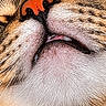 cat, tabby_cat, animal, pet, close_up, portrait, furry, fur, whiskers, nose, pink_nose, teeth, mouth, sleepy, relaxed, yawning, striped, brown, orange, black_background