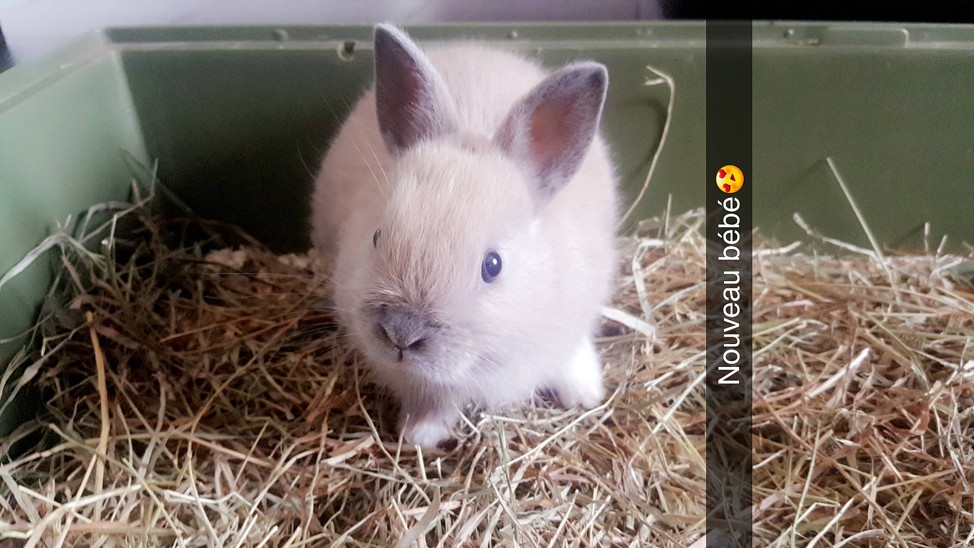 Choupinou participe au concours pour gagner de l'argent avec cette photo : adaptation, domestic_rabbit, ear, easter_bunny, fawn, hare, iris, mammal, nose, organism, rabbit, rabbits_and_hares, skin, snout, snowshoe_hare, whiskers, wildlife, wood_rabbit