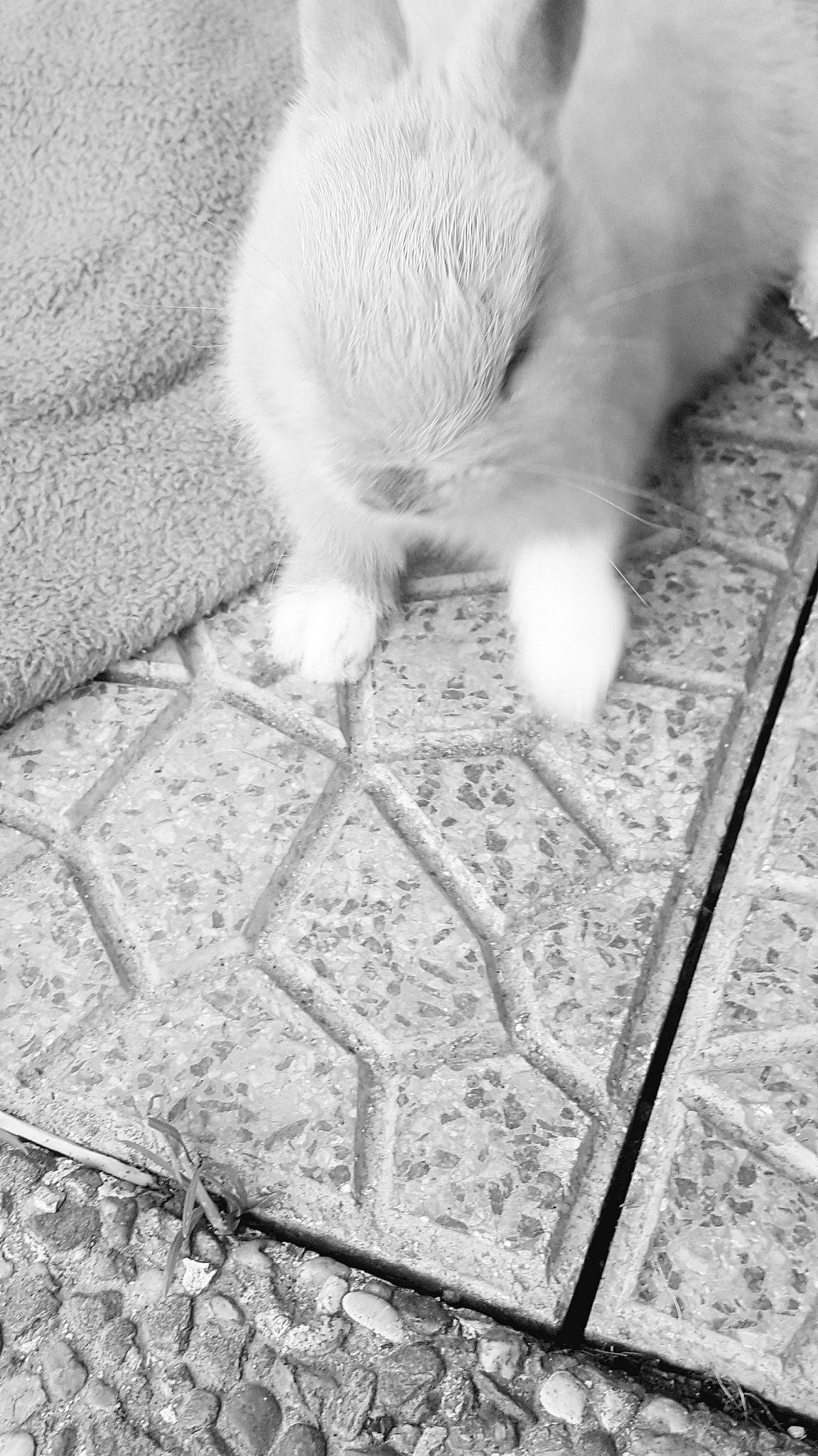 Choupinou a rejoint le concours — aidez-le/la à gagner de superbes lots ! black_and_white, canidae, carnivore, cat, felidae, fur, japanese_spitz, monochrome, monochrome_photography, paw, small_to_medium_sized_cats, snout, turkish_angora, whiskers, white