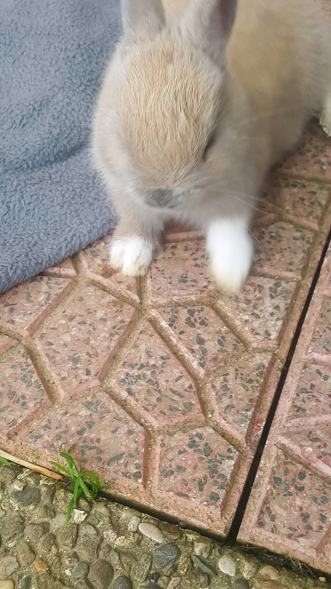 Choupinou participe au concours pour gagner de l'argent avec cette photo : fawn, mouse, muridae, muroidea, rat, whiskers