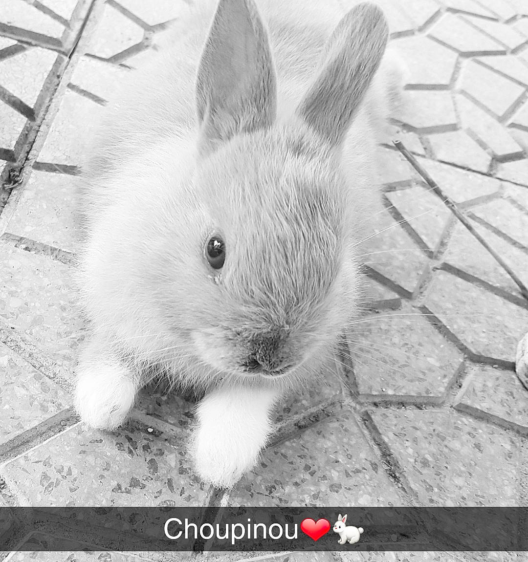 Choupinou participe au concours pour gagner de l'argent avec cette photo : black_and_white, domestic_rabbit, ear, easter_bunny, hare, monochrome_photography, organism, photo_caption, photography, rabbit, rabbits_and_hares, snout, snowshoe_hare, tail, whiskers, wood_rabbit