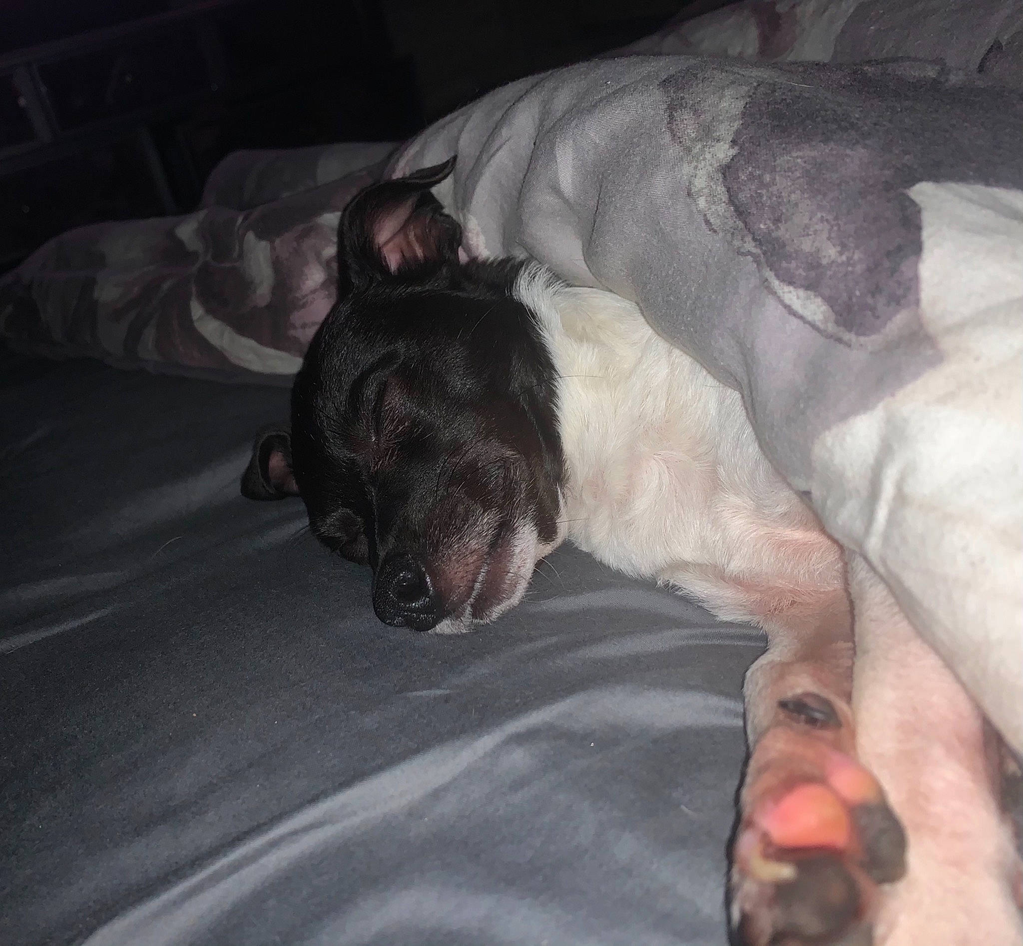 Harry is registered to the contest to win money with this photo: bed, canidae, carnivore, comfort, companion_dog, dog, dog_breed, fawn, foot, linens, paw, skin, snout, sporting_group, toe, tongue, tooth, vertebrate, working_animal, working_dog