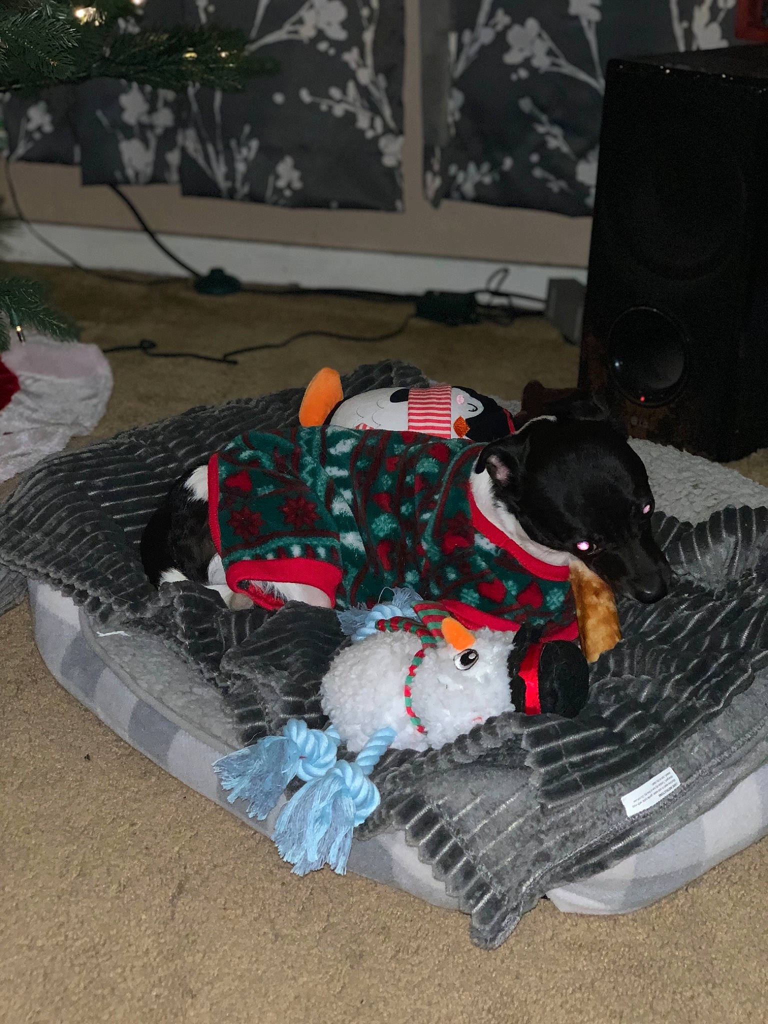 Harry is registered to the contest to win money with this photo: christmas, companion_dog, dog_bed, dog_breed, dog_supply, home_accessories, loudspeaker, pet_supply, plush, stuffed_toy, toy, working_animal