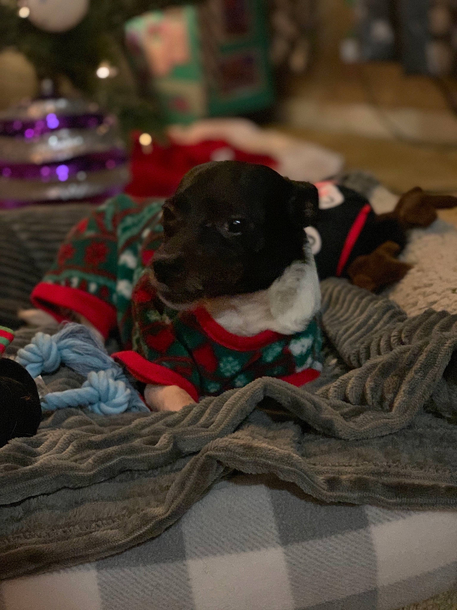 Harry is registered to the contest to win money with this photo: camera, canidae, carnivore, christmas, companion_dog, dog, dog_bed, dog_breed, dog_clothes, dog_supply, fawn, fur, holiday, pet_supply, single_lens_reflex_camera, snout, sporting_group, stuffed_toy, toy, working_animal