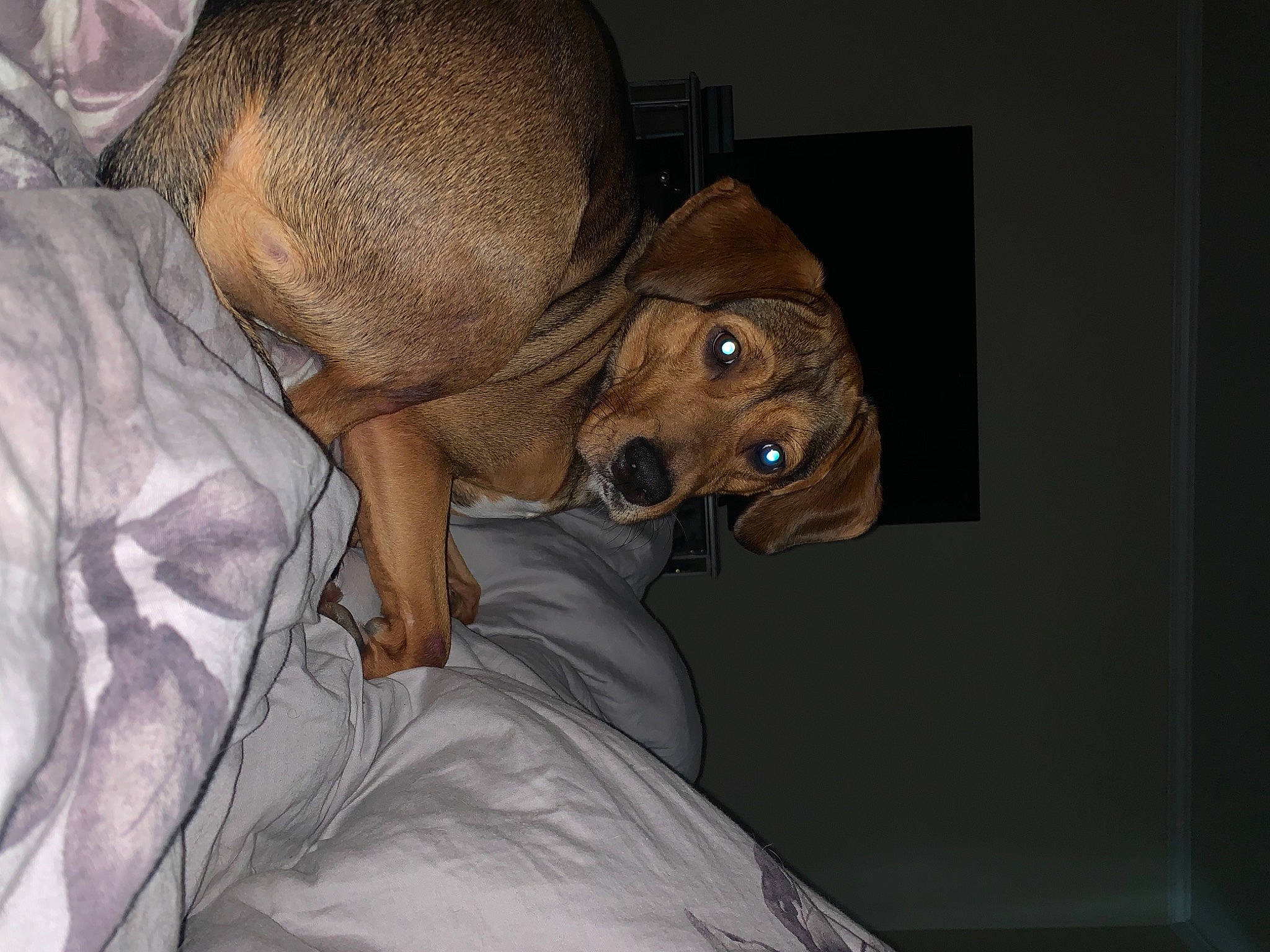 Lola joined the competition — help win amazing prizes! bed, brown, canidae, carnivore, comfort, companion_dog, dog, dog_breed, fawn, linens, liver, non_sporting_group, snout, sporting_group, tan, whiskers, working_animal, working_dog