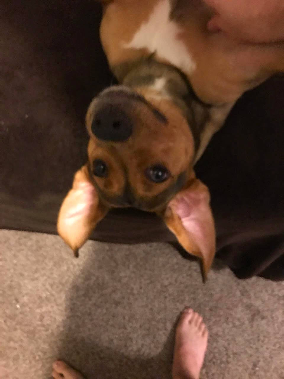 Lola joined the competition — help win amazing prizes! ankle, barefoot, canidae, carnivore, companion_dog, dog, dog_breed, fawn, foot, non_sporting_group, puppy, skin, slipper, snout, sporting_group, toe, toy_dog, vertebrate, working_animal, working_dog