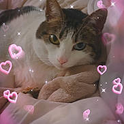 Belle joined the competition — help win amazing prizes! cat, heterochromia, bed, blanket, cozy, cute, feline, soft, relaxed, indoor, pet, sleepy, whiskers, nose, ears, pink_hearts, sparkles, closeup, portrait, comfort