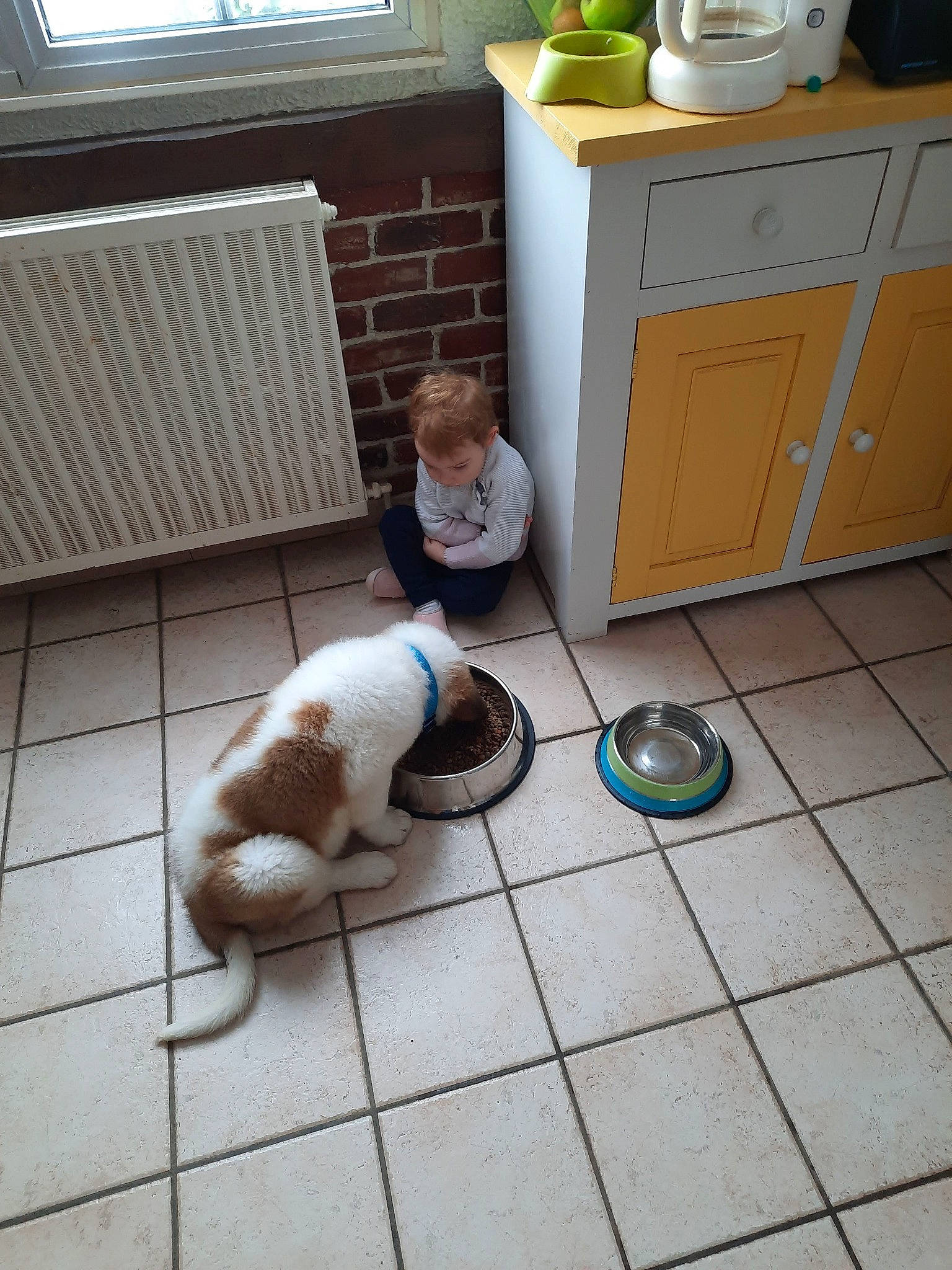 Sweety a rejoint le concours — aidez-le/la à gagner de superbes lots ! cabinetry, carnivore, chest_of_drawers, companion_dog, cupboard, dog_breed, drawer, felidae, floor, flooring, foot, green, hardwood, home_appliance, kitchen, room, table, tail, window, wood