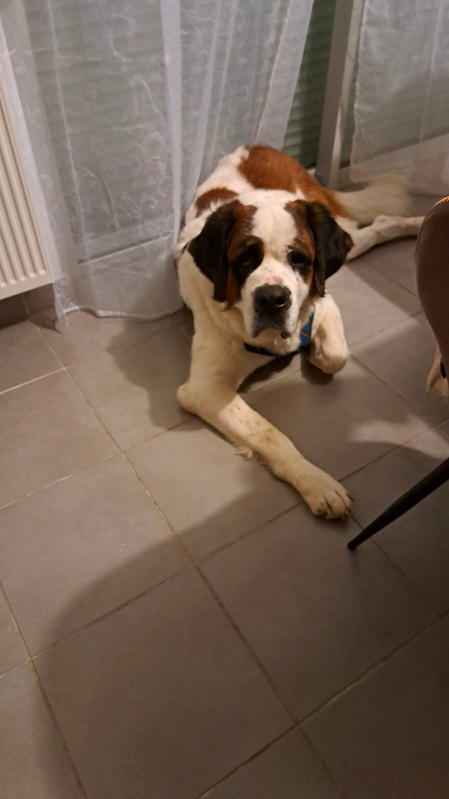 Sweety participe au concours pour gagner de l'argent avec cette photo : carnivore, collar, companion_dog, dog, dog_breed, dog_collar, fawn, floor, flooring, fur, hardwood, paw, pet_supply, porch, snout, tail, window, wood, working_animal, working_dog