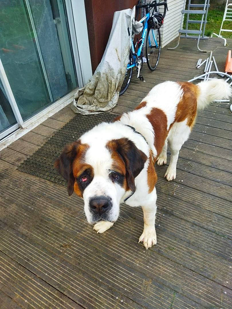 Sweety participe au concours pour gagner de l'argent avec cette photo : bicycle, bicycle_wheel, canidae, carnivore, chair, companion_dog, dog, dog_breed, fawn, floor, flooring, hardwood, hound, scent_hound, snout, sporting_group, tail, tire, wheel, wood