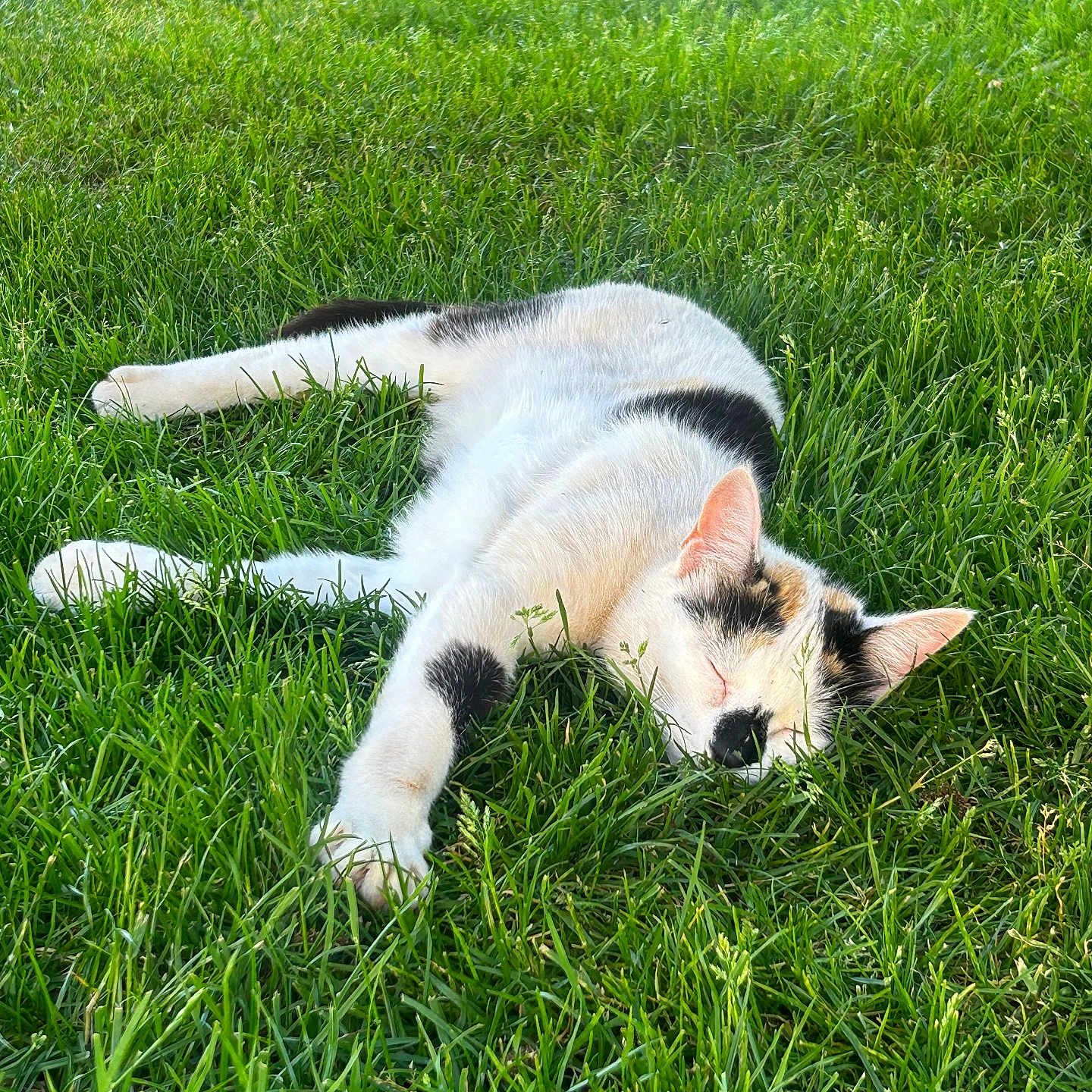 Pepette a rejoint le concours — aidez-le/la à gagner de superbes lots ! animal, black_spots, calm, cat, daylight, ears, fur, grass, mammal, nature, outdoor, peaceful, pet, relaxation, resting, sleeping, summer, sunlight, whiskers, white_cat