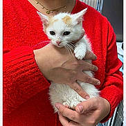 Arnold participe au concours pour gagner de l'argent avec cette photo : kitten, cat, pet, animal, hands, person, red_sweater, cage, indoor, cute, small, fur, whiskers, holding, domestic_animal, young, face, necklace, warm_clothing, closeup