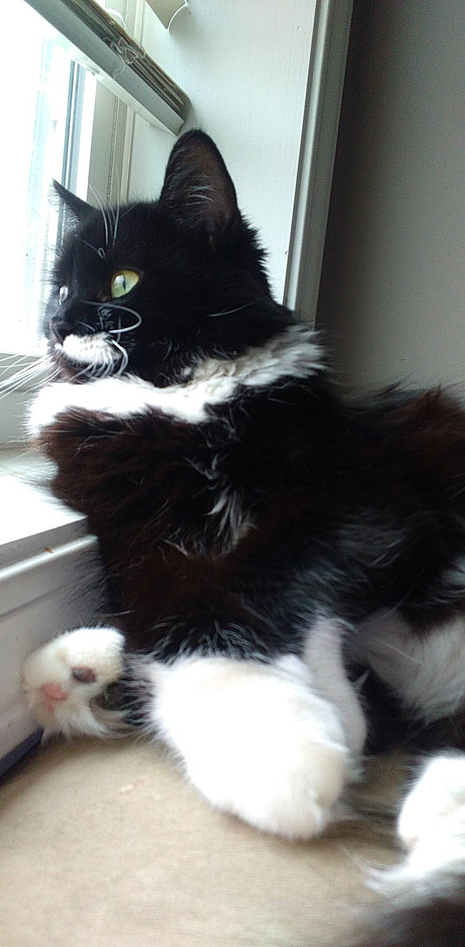 Chili Pepper Steele is registered to the contest to win money with this photo: black_cat, carnivore, cat, claw, domestic_short_haired_cat, felidae, flooring, foot, formal_wear, fur, monochrome_photography, paw, small_to_medium_sized_cats, snout, tail, terrestrial_animal, whiskers, window