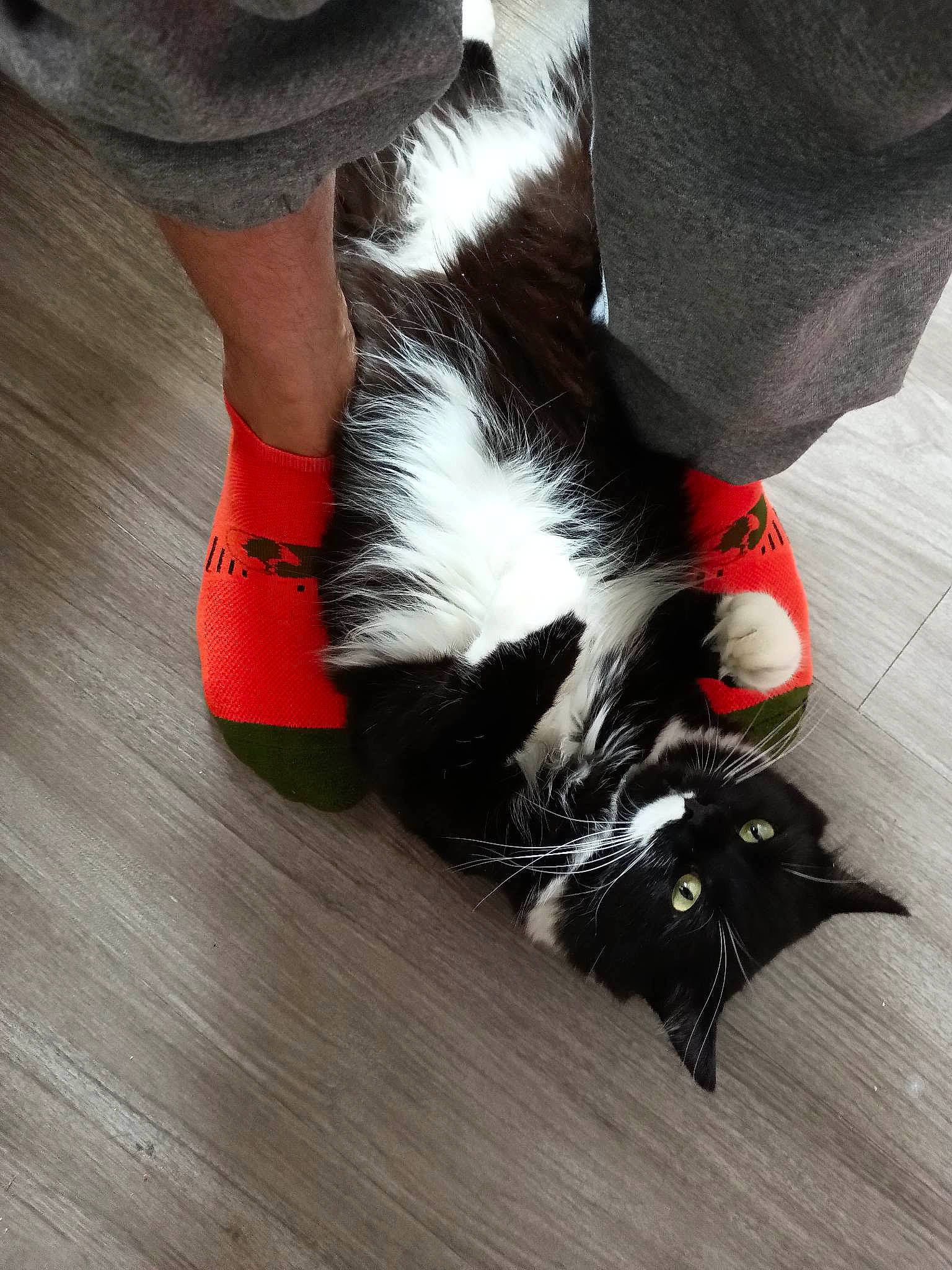 Chili Pepper Steele joined the competition — help win amazing prizes! carnivore, cat, felidae, floor, flooring, foot, hardwood, human_leg, knee, laminate_flooring, leg, shoe, small_to_medium_sized_cats, sneakers, snout, tail, thigh, whiskers, wood, wood_stain