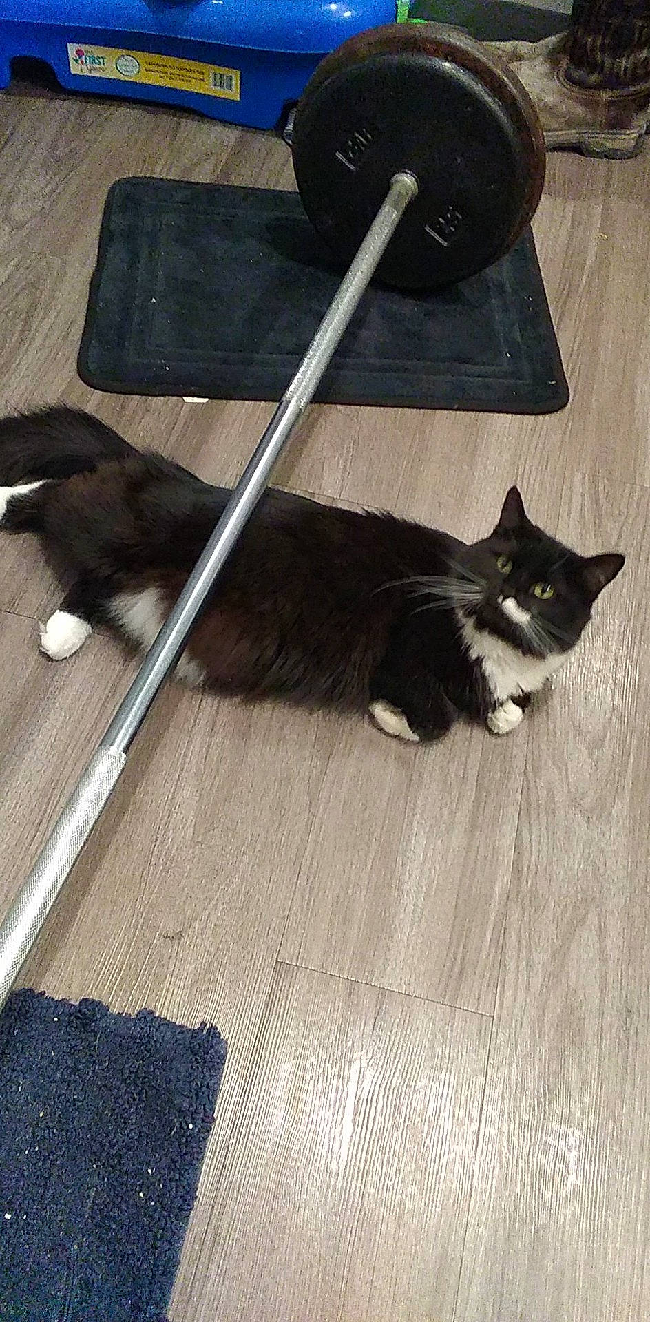 Chili Pepper Steele joined the competition — help win amazing prizes! carnivore, cat, comfort, domestic_short_haired_cat, felidae, floor, flooring, foot, fur, grey, hardwood, laminate_flooring, metal, road_surface, shadow, small_to_medium_sized_cats, tail, whiskers, wood, wood_flooring