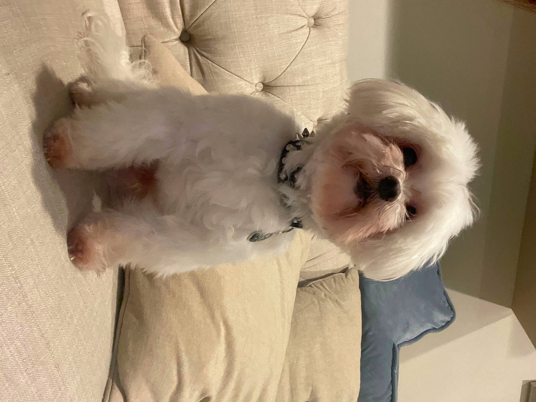 Bambam joined the competition — help win amazing prizes! canidae, carnivore, comfort, companion_dog, dog, dog_breed, fawn, fur, non_sporting_group, paw, small_terrier, snout, sporting_group, stuffed_toy, sunglasses, tail, terrier, toy, toy_dog, whiskers