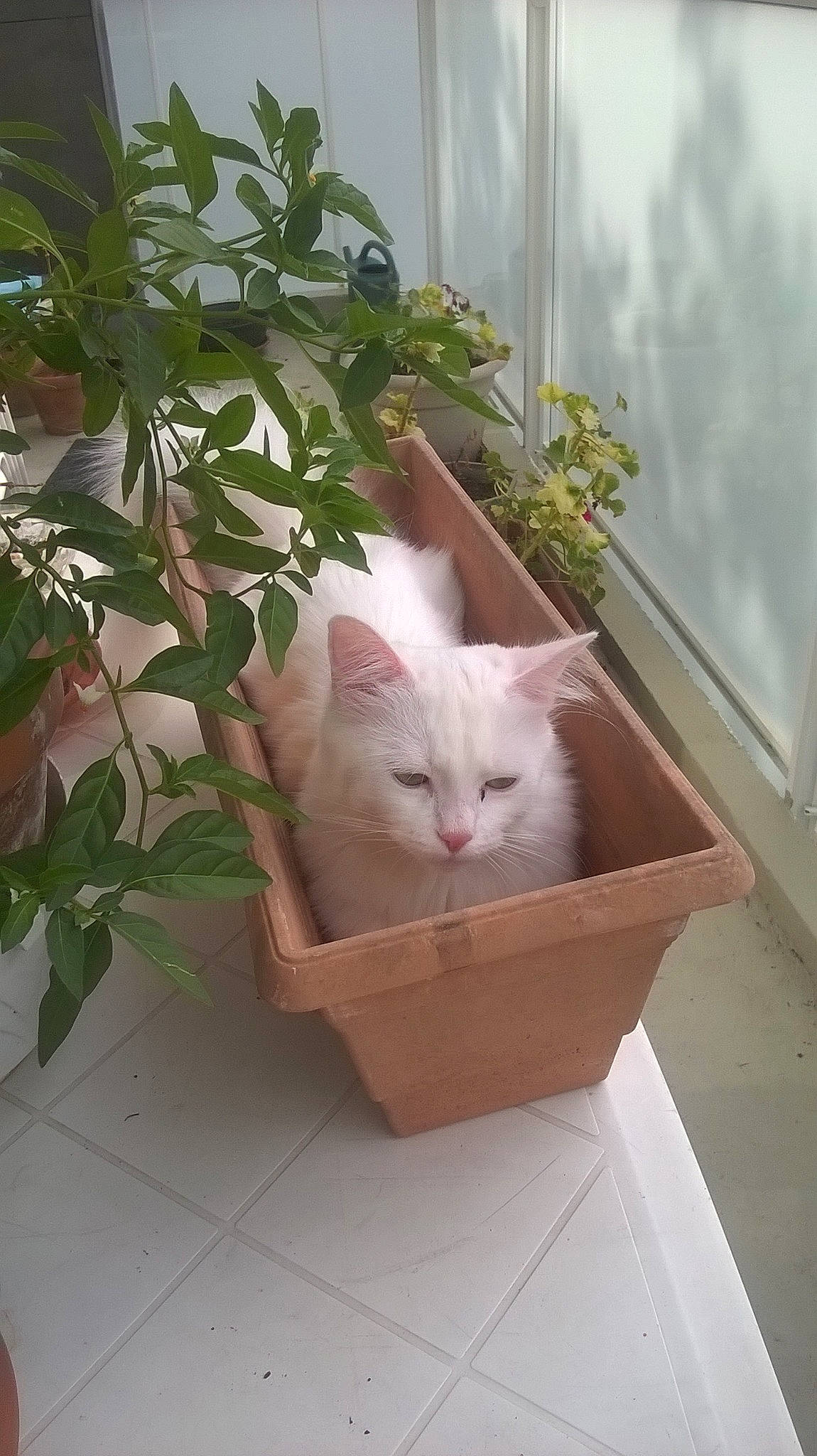 Sarah participe au concours pour gagner de l'argent avec cette photo : box, carnivore, cat, domestic_rabbit, fawn, felidae, flooring, flowerpot, fur, hardwood, herb, houseplant, plant, rabbit, rabbits_and_hares, small_to_medium_sized_cats, tail, whiskers, window, wood