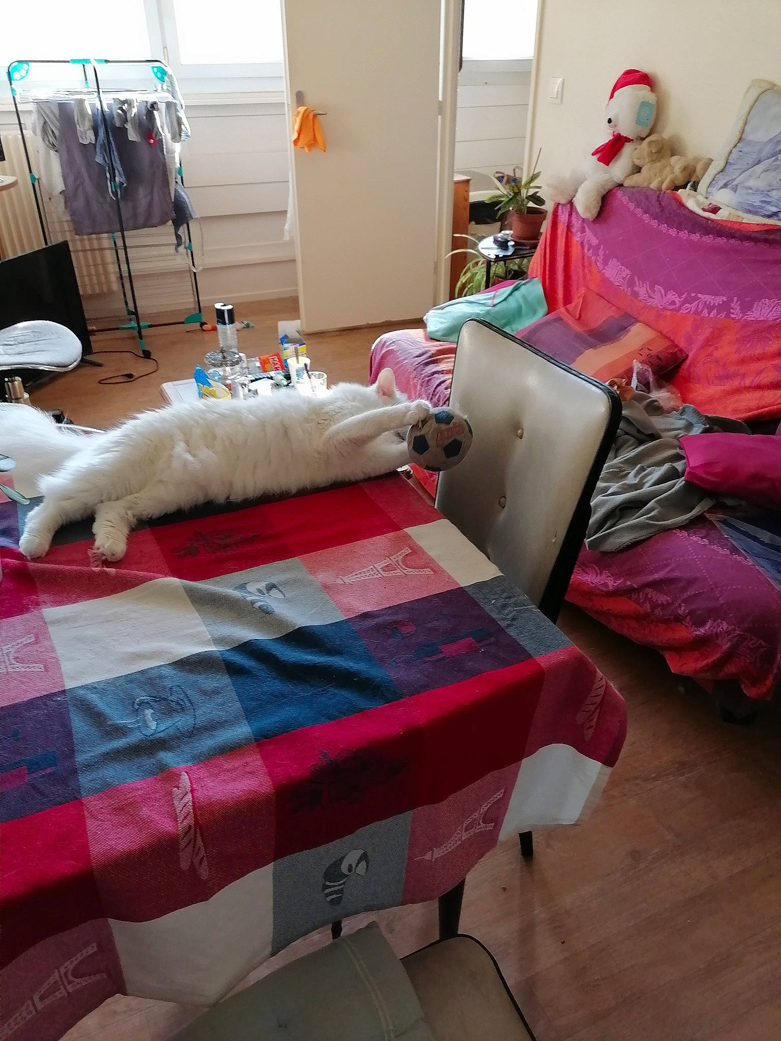 Sarah a rejoint le concours — aidez-le/la à gagner de superbes lots ! bed, bed_frame, bed_sheet, bedding, bedroom, cat, comfort, drawer, floor, flooring, furniture, hardwood, house, interior_design, linens, pink, real_estate, textile, window, wood