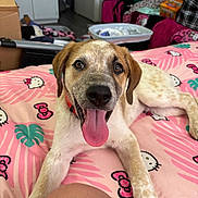 Buttercup joined the competition — help win amazing prizes! puppy, dog, pet, tongue_out, bed, pink_bedspread, hello_kitty, collar, indoor, room, furniture, toy, happy, cute, animal, lying_down, close_up, domestic, young_dog, playful