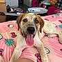 puppy, dog, pet, tongue_out, bed, pink_bedspread, hello_kitty, collar, indoor, room, furniture, toy, happy, cute, animal, lying_down, close_up, domestic, young_dog, playful
