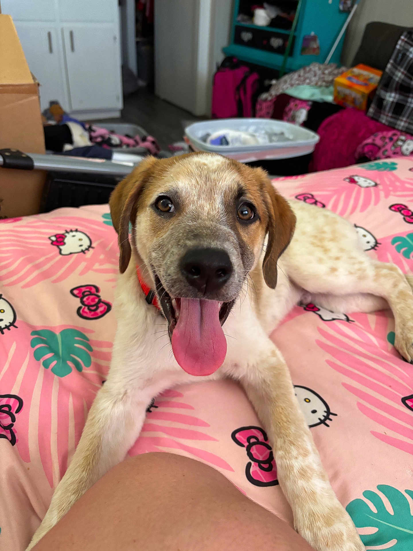 Buttercup joined the competition — help win amazing prizes! puppy, dog, pet, tongue_out, bed, pink_bedspread, hello_kitty, collar, indoor, room, furniture, toy, happy, cute, animal, lying_down, close_up, domestic, young_dog, playful