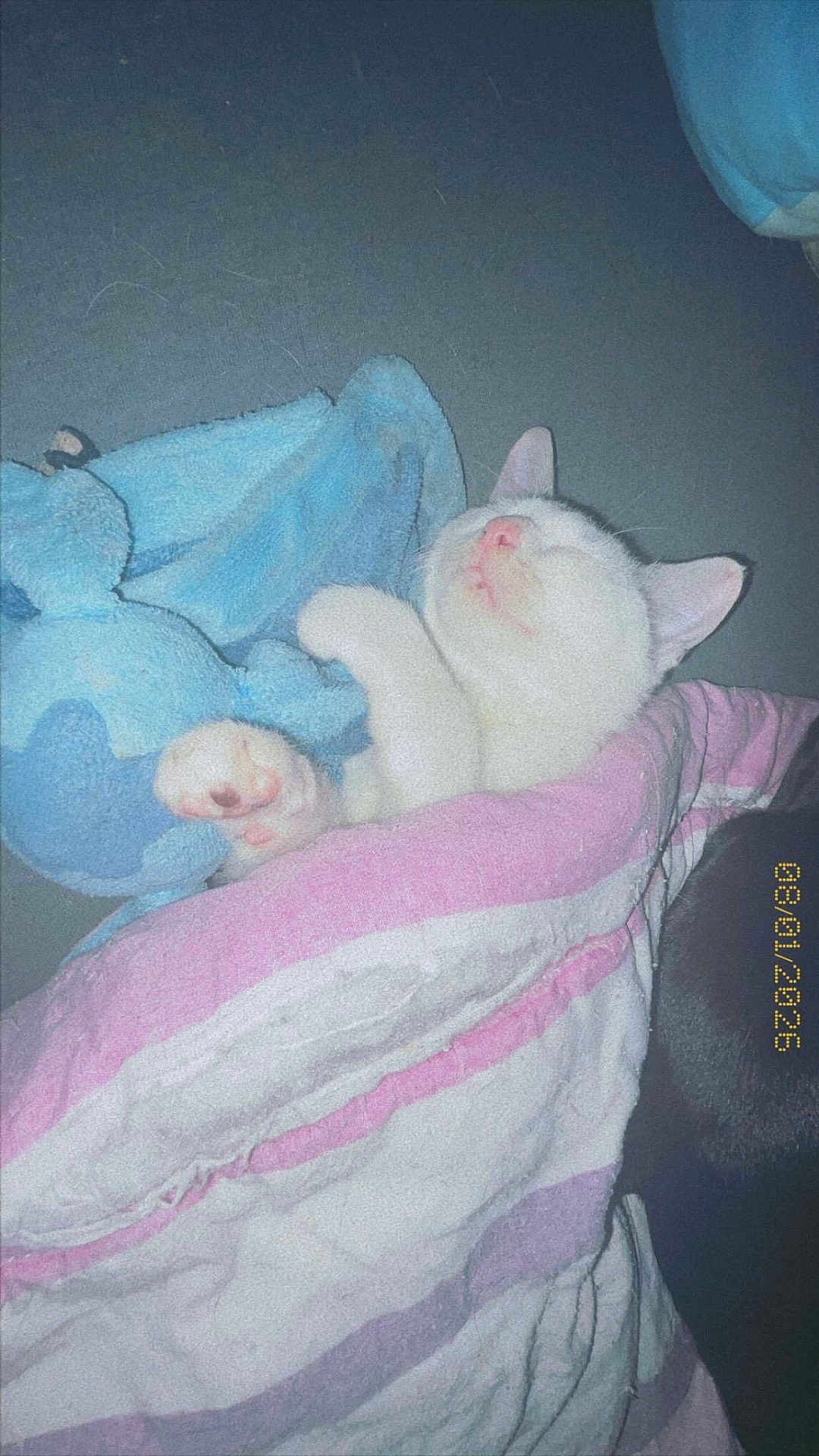Blanche participe au concours pour gagner de l'argent avec cette photo : cat, sleeping, blanket, plush_toy, cozy, indoor, cute, white_cat, paw, pink_nose, resting, soft_toy, comfort, pet, feline, relaxed, snuggled, cute_pet, domestic_cat, sleep